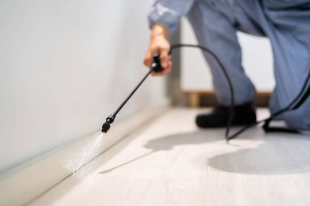 Licensed Ant Control service in Fussels Corner, FL - Nex Pest Control